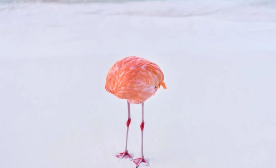 Gelar Fotografer Pemenang Lomba AI yang Pakai Foto Asli Flamingo